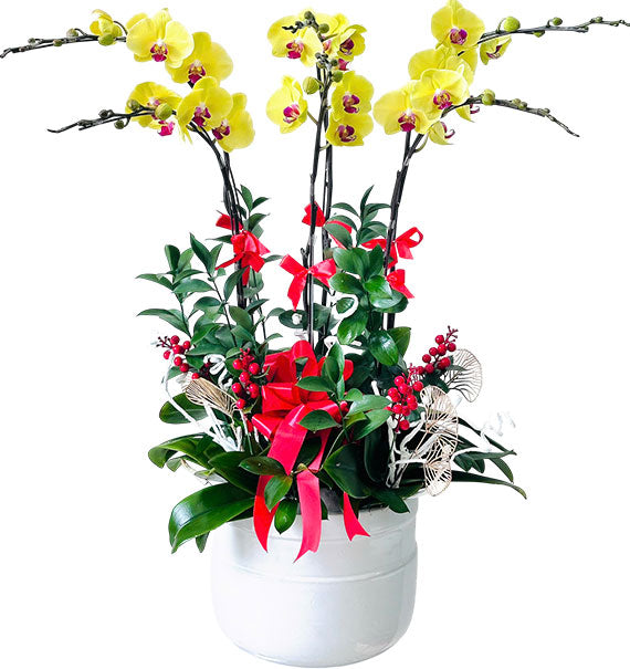 Grand Phalaenopsis Orchid Vietnamese Flowers