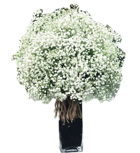 Gypsophila Baby's Breath 17 - Vietnamese Flowers