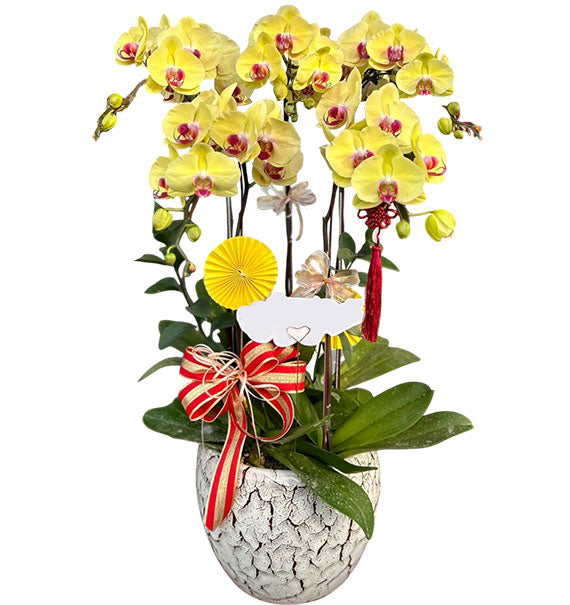 Lovely Potted Orchid for Mom Vietnam