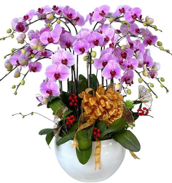 Luxury Blossom Orchid Pot Vietnamese Flowers