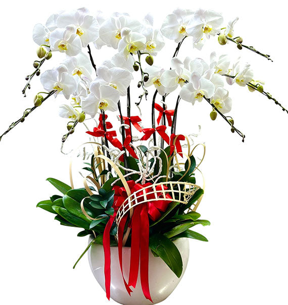 Luxury White Orchid Potted Vietnamese Flowers