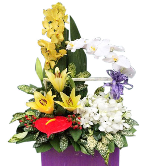 Mixed Orchids 20 - Vietnamese Flowers