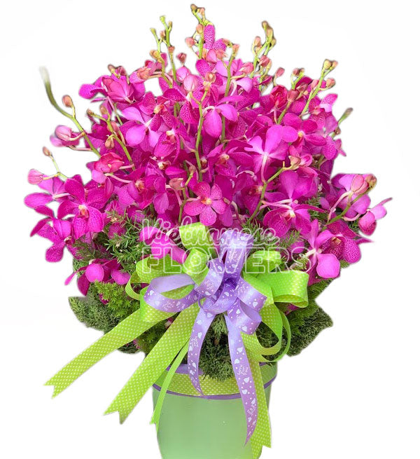 Mokara Orchid 01 - Vietnamese Flowers