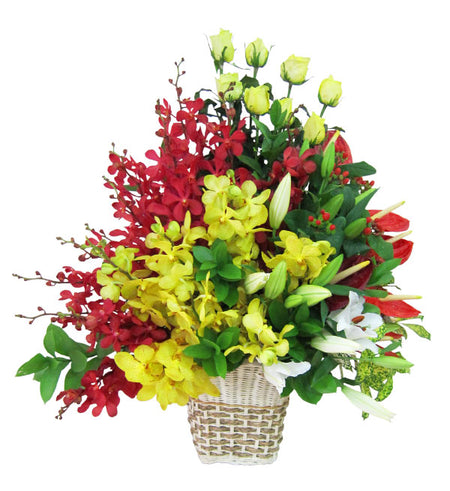 Mokara Orchid 15 - Vietnamese Flowers