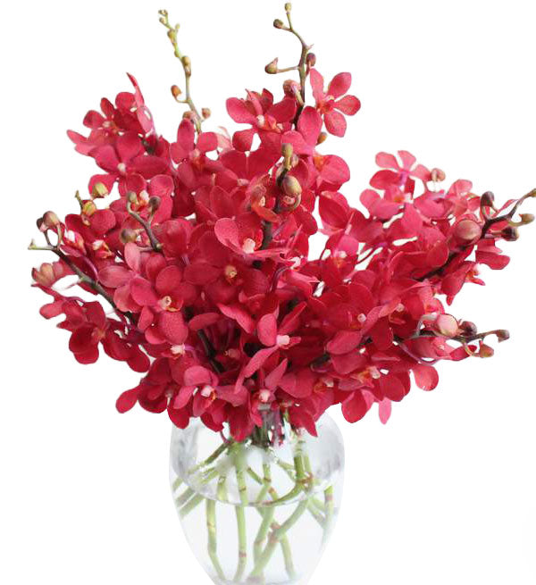 Mokara Orchid 30 - Vietnamese Flowers
