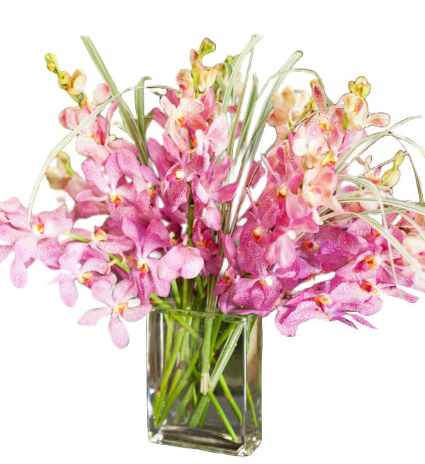 Mokara Orchid 60 - Vietnamese Flowers