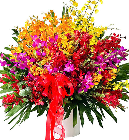 Mokara Orchid Charming Basket Vietnam