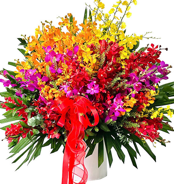 Mokara Orchid Charming Basket Vietnam