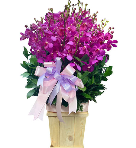 Mokara Orchid Dream Basket Vietnam