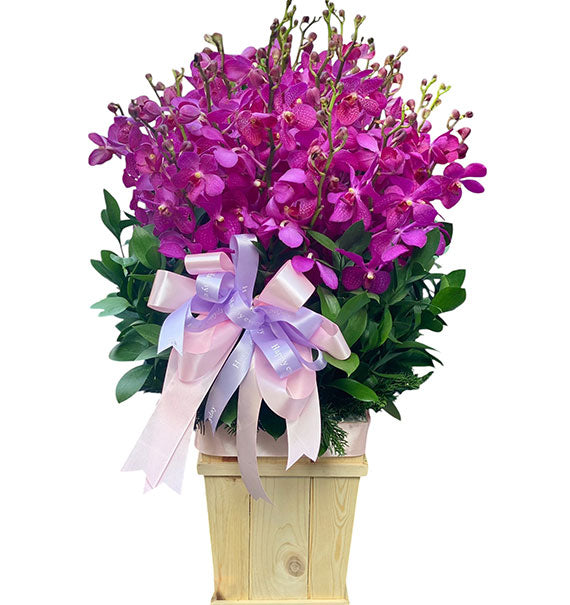 Mokara Orchid Dream Basket Vietnam