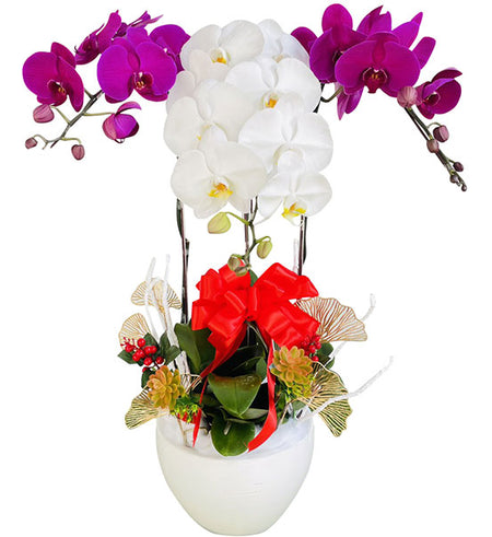 Mom’s Potted Orchid Love Vietnam