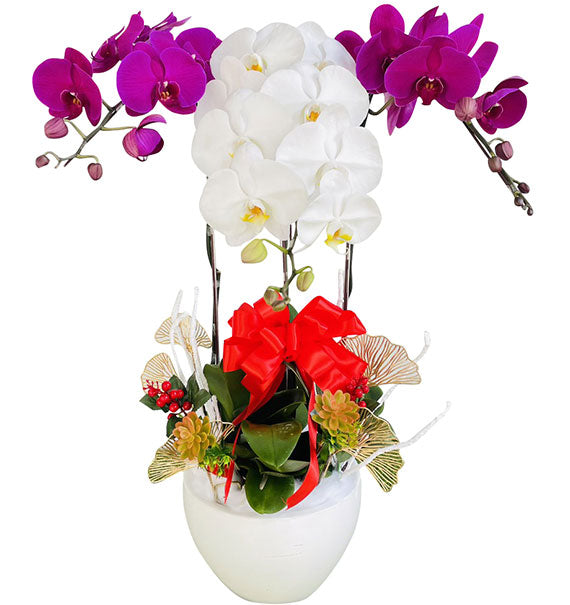 Mom’s Potted Orchid Love Vietnam