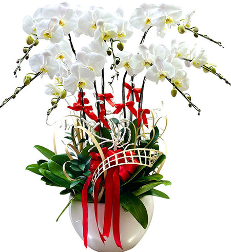 Mother’s Day Potted Orchids Vietnam