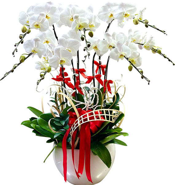 Mother’s Day Potted Orchids Vietnam