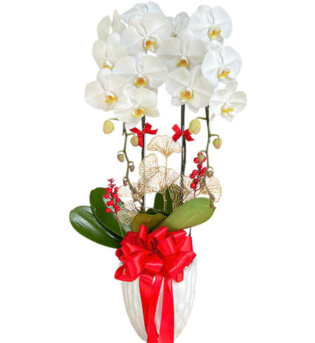 Orchid Beauty for Mom Vietnam