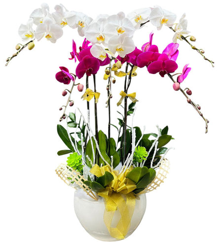 Orchid Royal Charm Pot Vietnamese Flowers