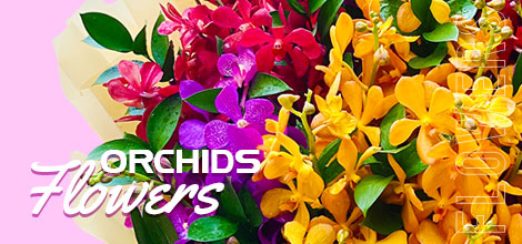 Orchids Flower - Vietnamese Flowers