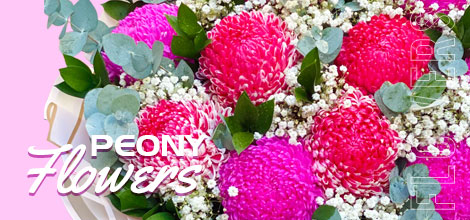 Peony Flower - Vietnamese Flowers