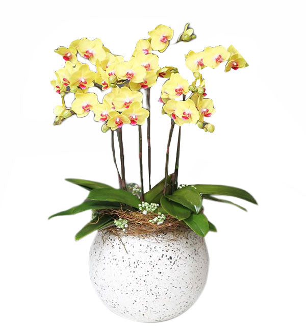 Potted Moth Orchid 105 - Vietnamese Flowers