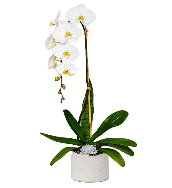 Potted Moth Orchid 10 - Vietnamese Flowers