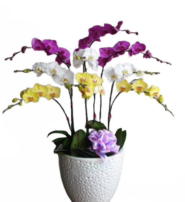 Potted Moth Orchid 110 - Vietnamese Flowers