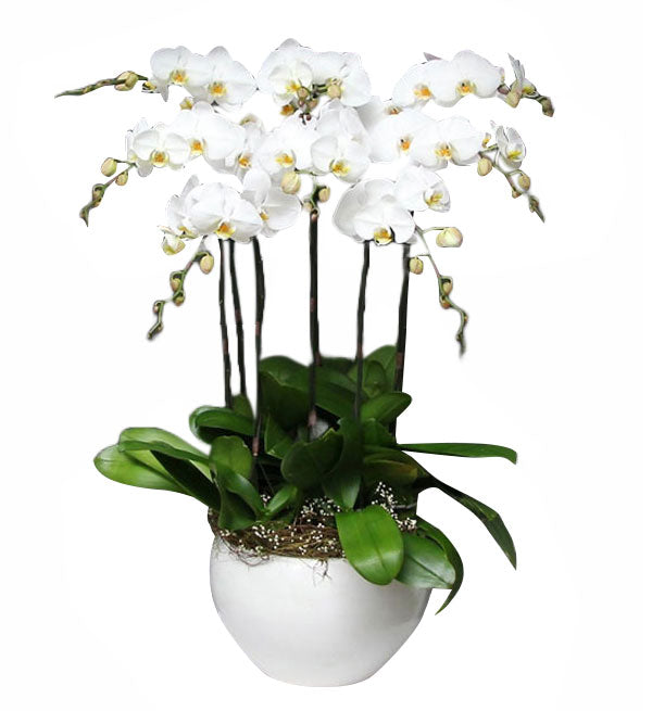 Potted Moth Orchid 115 - Vietnamese Flowers