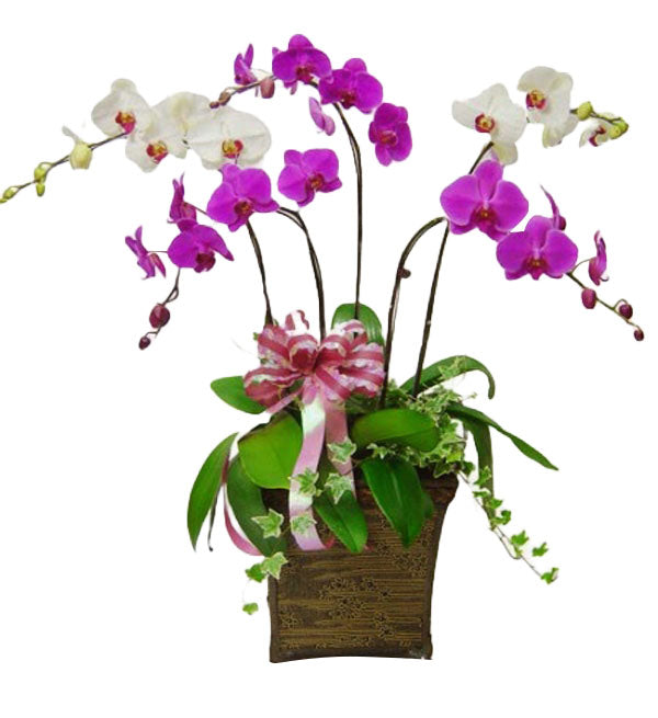 Potted Moth Orchid 120 - Vietnamese Flowers