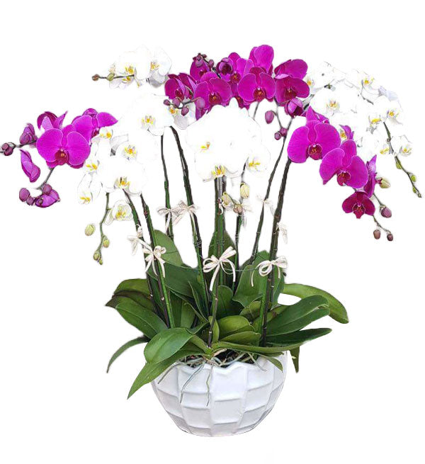 Potted Moth Orchid 125 - Vietnamese Flowers