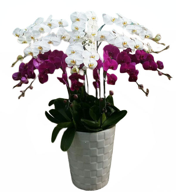 Potted Moth Orchid 130 - Vietnamese Flowers