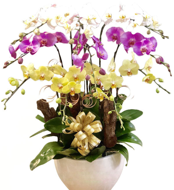 Potted Moth Orchid 135 - Vietnamese Flowers