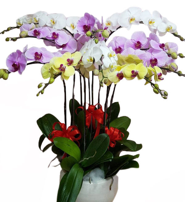 Potted Moth Orchid 140 - Vietnamese Flowers