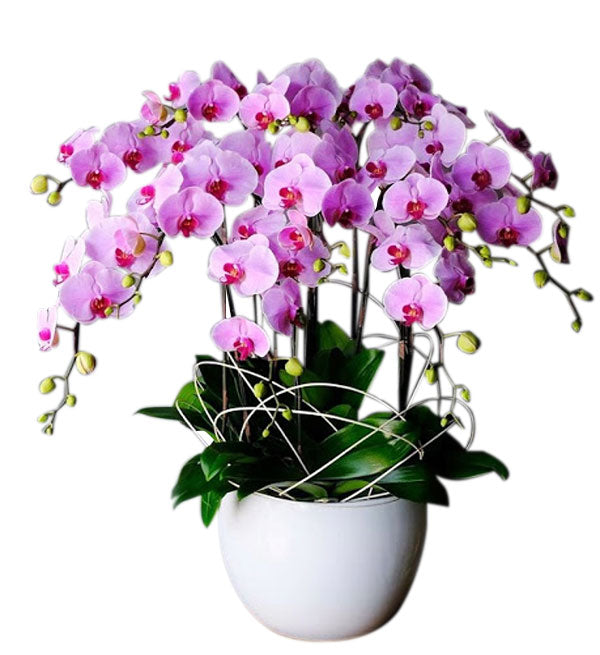 Potted Moth Orchid 145 - Vietnamese Flowers
