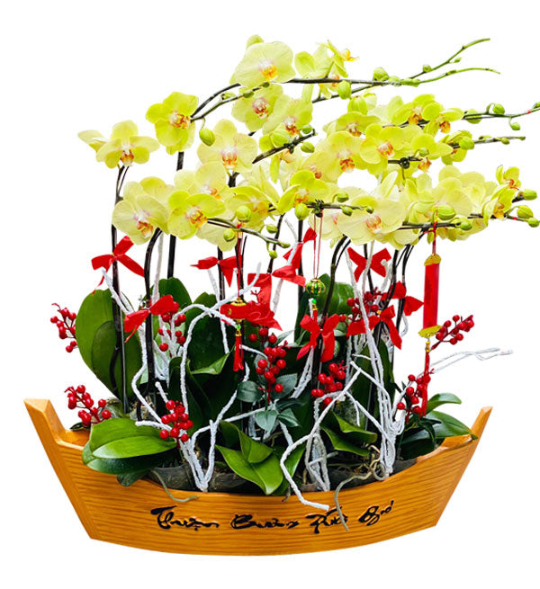 Potted Moth Orchid 155 - Vietnamese Flowers