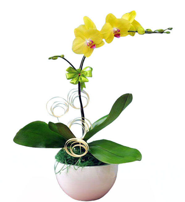 Potted Moth Orchid 15 - Vietnamese Flowers