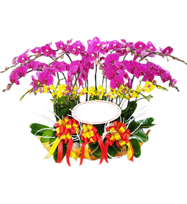 Potted Moth Orchid 160 - Vietnamese Flowers