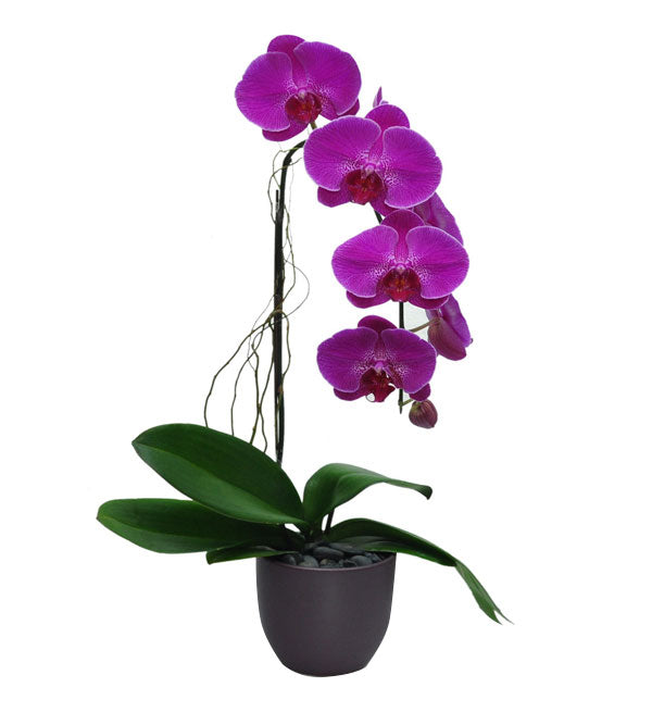 Potted Moth Orchid 20 - Vietnamese Flowers