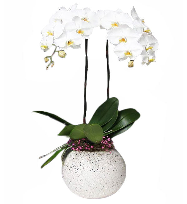 Potted Moth Orchid 25 - Vietnamese Flowers