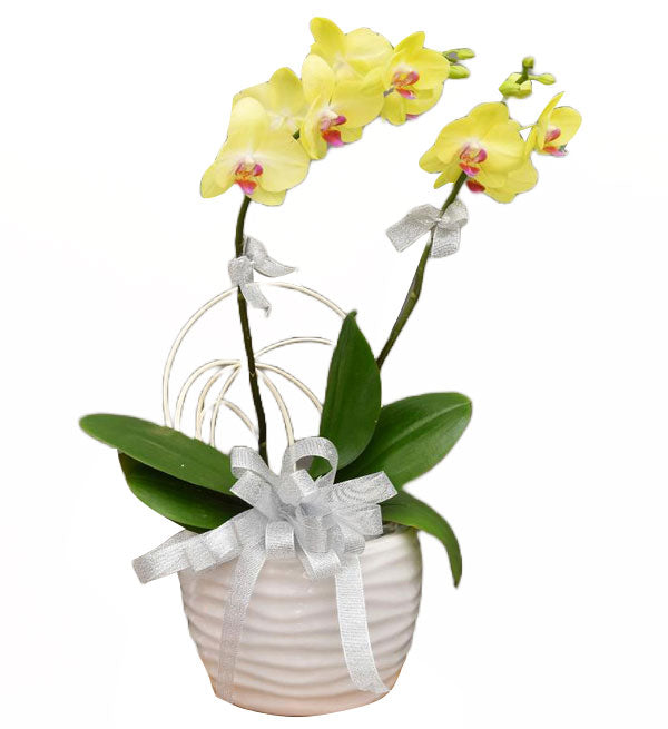 Potted Moth Orchid 30 - Vietnamese Flowers