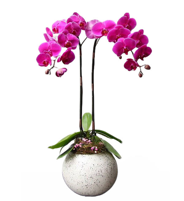 Potted Moth Orchid 35 - Vietnamese Flowers