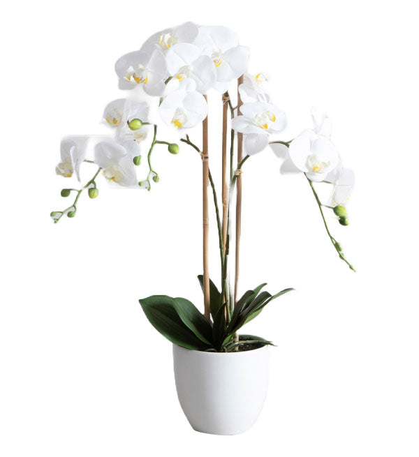 Potted Moth Orchid 45 - Vietnamese Flowers