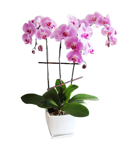 Potted Moth Orchid 55 - Vietnamese Flowers