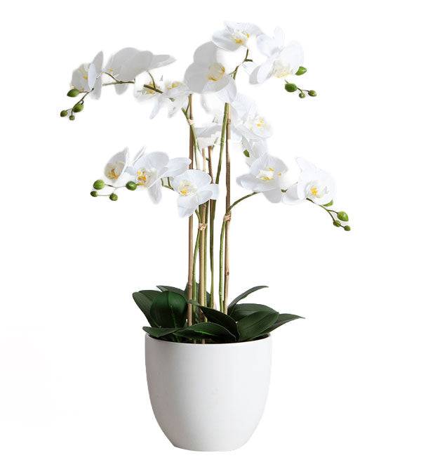 Potted Moth Orchid 75 - Vietnamese Flowers
