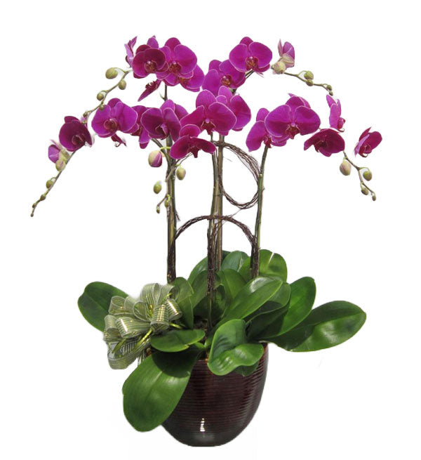 Potted Moth Orchid 80 - Vietnamese Flowers