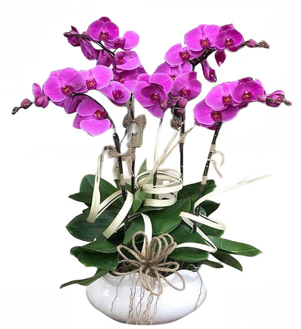 Potted Moth Orchid 85 - Vietnamese Flowers