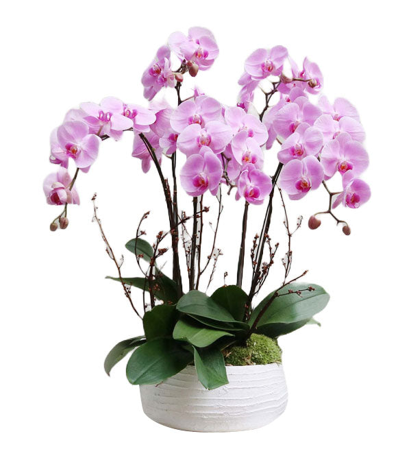Potted Moth Orchid 95 - Vietnamese Flowers