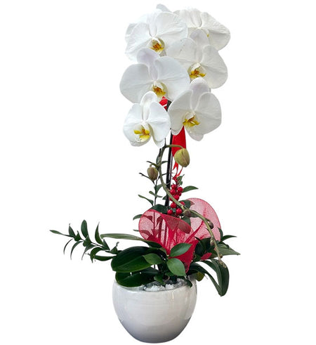 Potted Moth Orchid Vietnamese Flowers