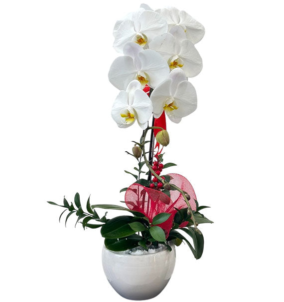 Potted Moth Orchid Vietnamese Flowers