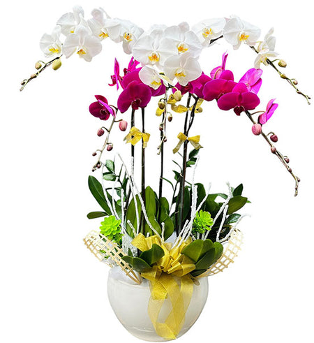 Potted Orchid Delight for Mom Vietnam
