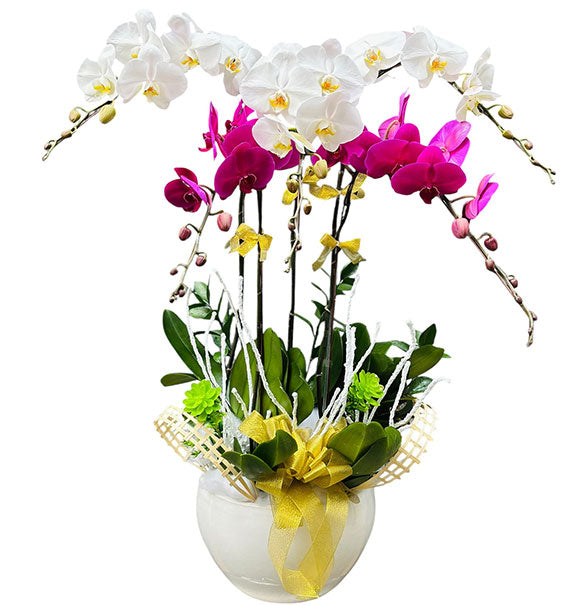 Potted Orchid Delight for Mom Vietnam