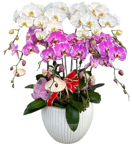 Potted Orchid Elegance Gift For Mom Vietnam